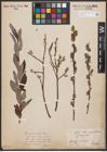 Foto von Salix aurita L. x Salix repens L.